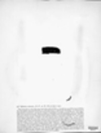 Ceratostomella rostrata image